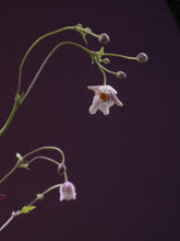 Load image into Gallery viewer, 青綠色屏風設計 | GREEN SCREEN EDITION | OMAKASE 大師SOLOMON 花藝教室 | 家居鮮花插花擺設