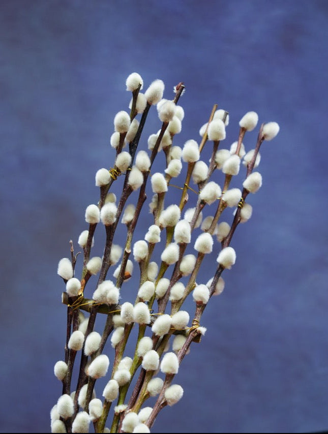 一馬當先 |  Leading the charge